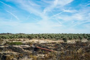 olivais herdade do esporão